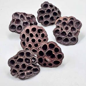 Лотос натуральний. Натуральний