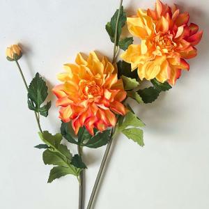 Жоржина з бутоном 80 см. Помаранчева.