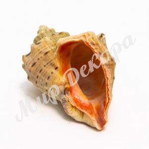 Ракушка рапана маленькая
